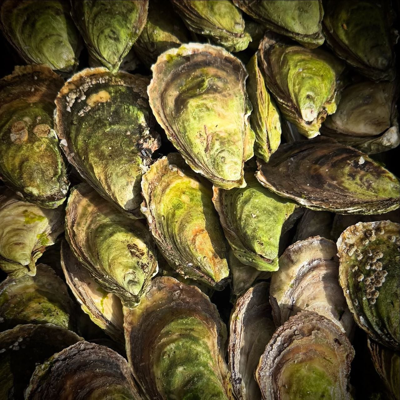 A closeup of oyster shells