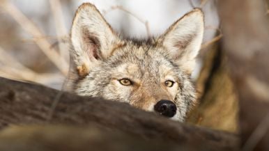 Wild animals—some cute, some scary—are trying to reclaim the city