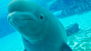 Marineland is having a fire sale on belugas