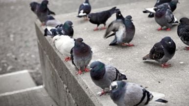 Toronto is fighting the pigeons—and losing