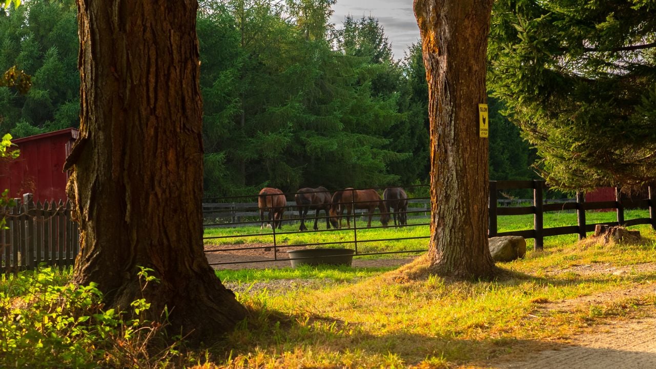 toronto-life-real-estate-mono-farmhouse-lavender-horses-glamping-26 $4.5 million for a Mono estate with a lavender farm, horses and a glamping dome