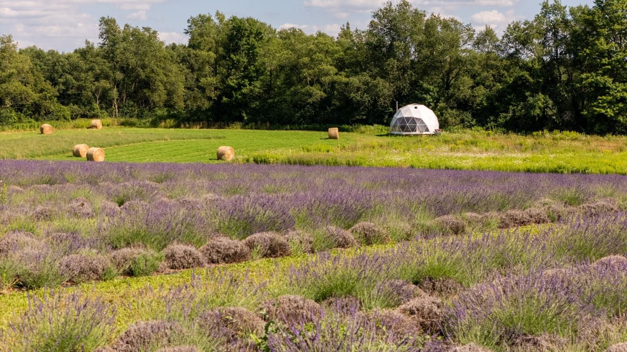 toronto-life-real-estate-mono-farmhouse-lavender-horses-glamping-30 $4.5 million for a Mono estate with a lavender farm, horses and a glamping dome