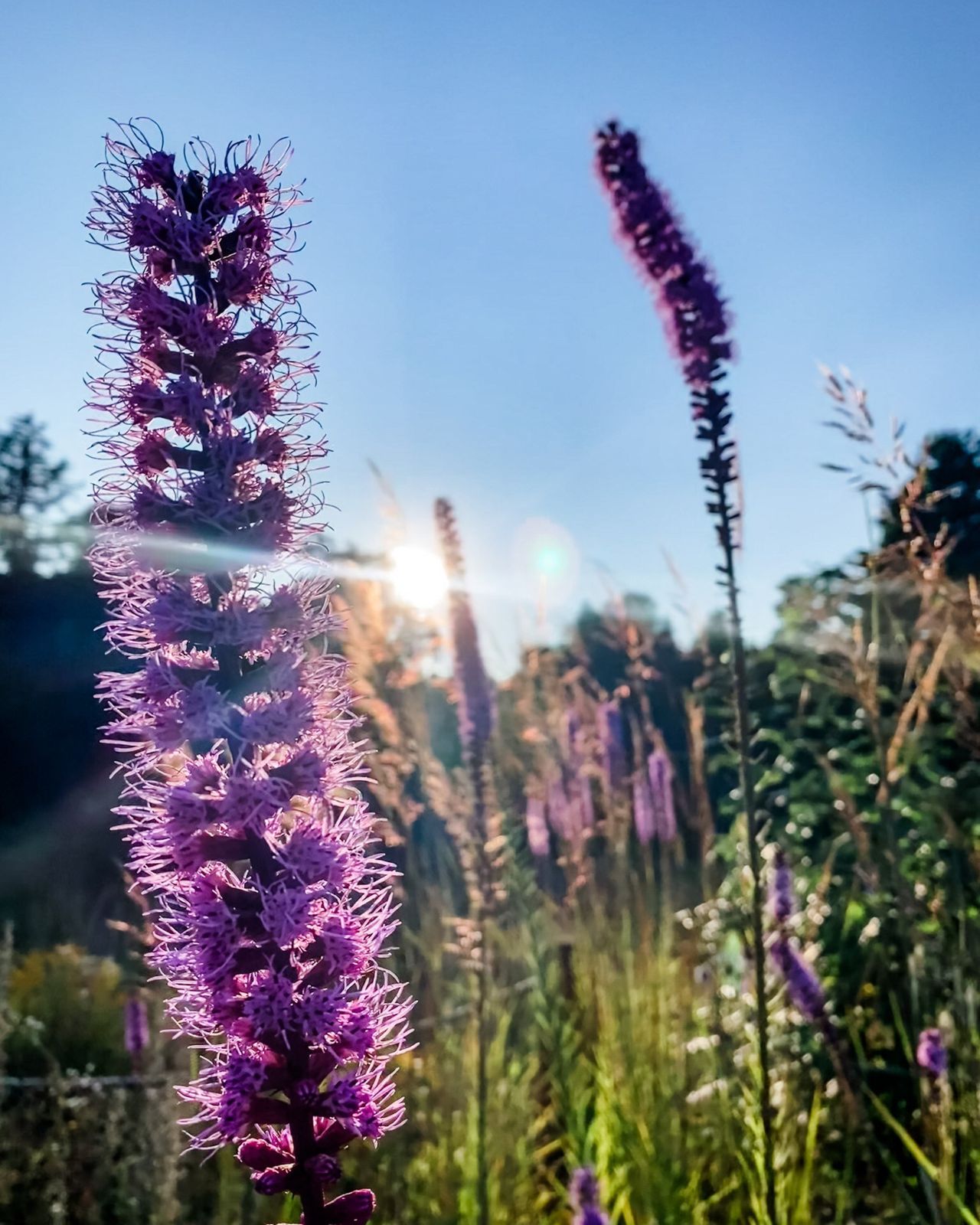 Flowers in a field