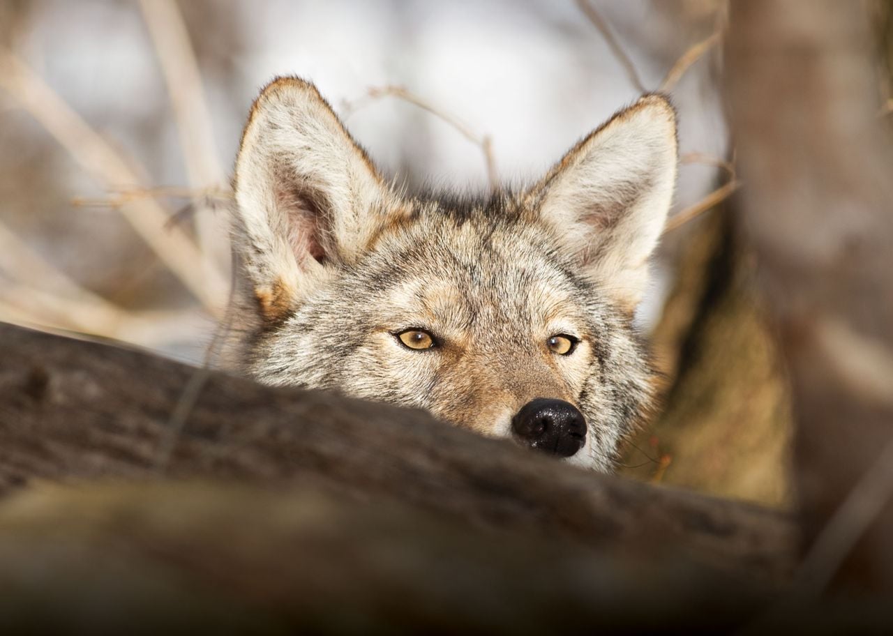 Wild animals—some cute, some scary—are trying to reclaim the city