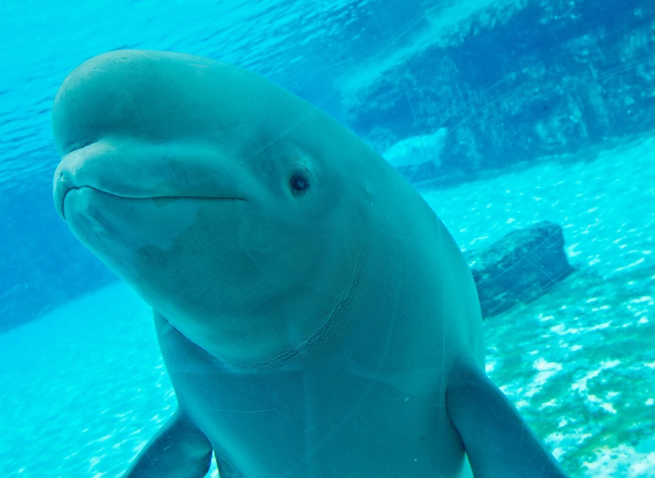 Marineland is having a fire sale on belugas