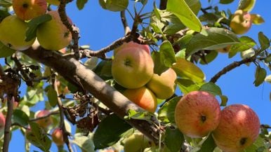 People are stealing a lot of apples this season