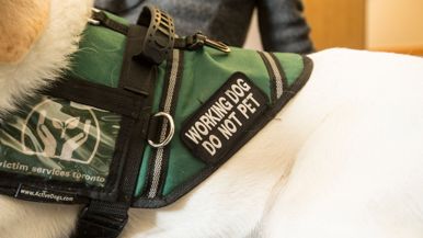 Two former Victim Services Toronto employees are heading to court over pet ownership