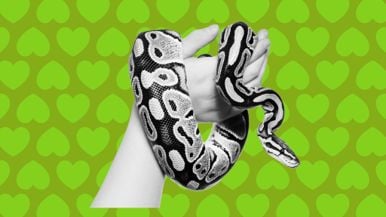 Kiss and Tell: "My date's apartment was full of snakes"