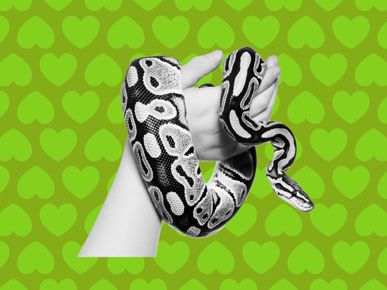 Kiss and Tell: "My date's apartment was full of snakes"