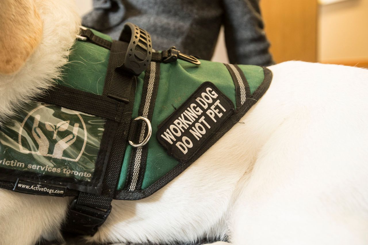 Two former Victim Services Toronto employees are heading to court over pet ownership