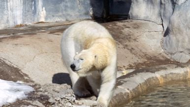 You can buy a Christmas gift for all the animals at the Toronto Zoo