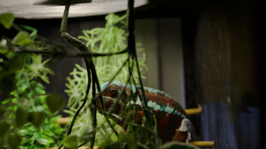 Kensington Market is getting an exotic reptile café