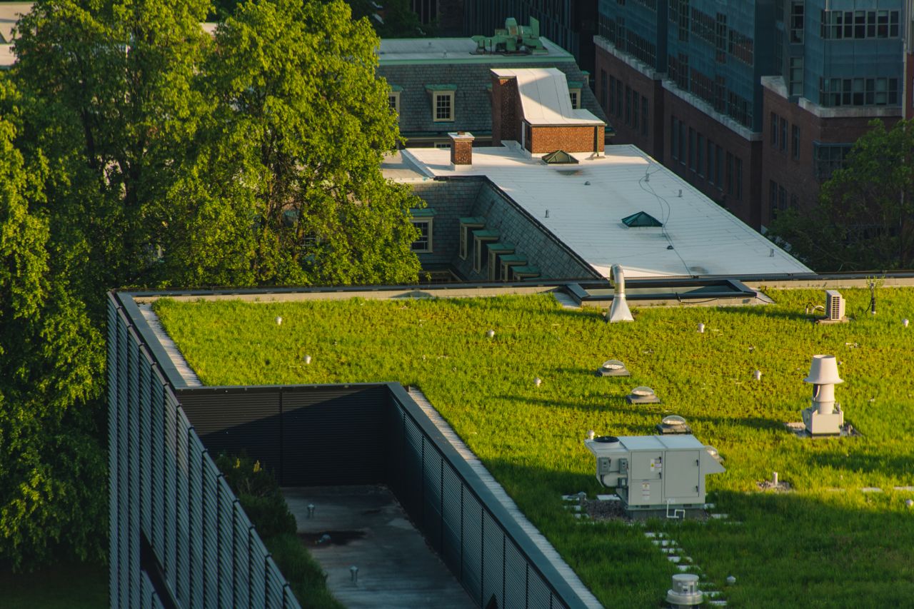 toronto-life-real-estate-green-roof-by-law-doug-ford-bill-60-1 A green roof in Toronto