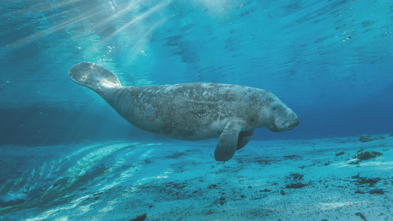 Trade snow for sun-kissed adventures: Your midwinter escape to Florida