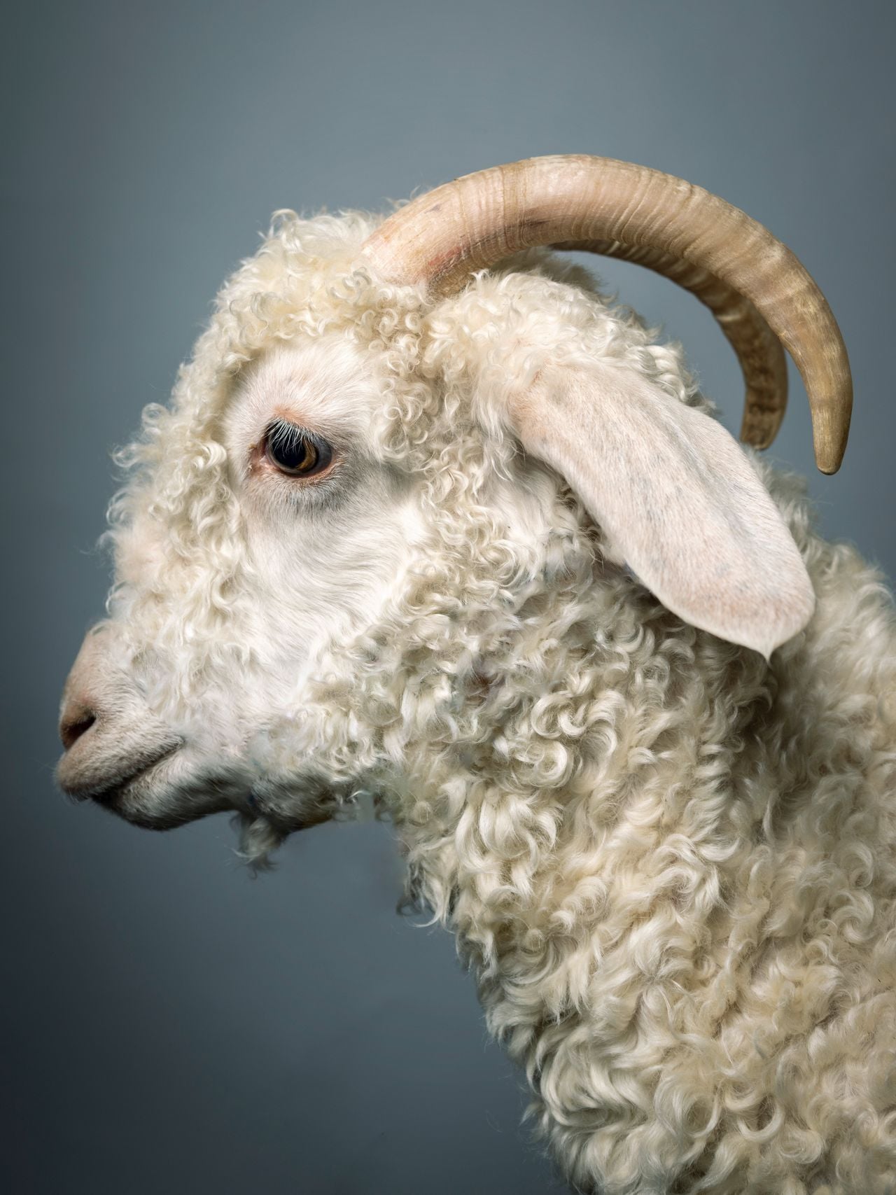 Royal Winter Flair: The faces of Toronto’s annual agricultural extravaganza