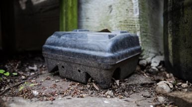 Toronto has once again been named Canada's rattiest city