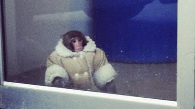 The IKEA monkey is a teenager