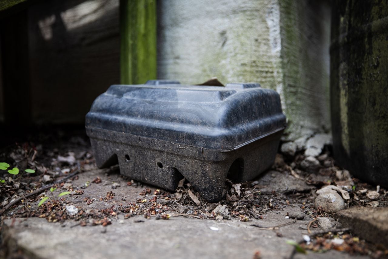 Toronto has once again been named Canada's rattiest city