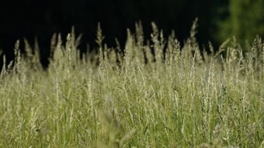 A Mississauga grass by-law has been struck down over freedom of expression