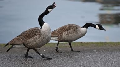 Dead geese were found in Whitby, and wildlife experts believe avian flu is the cause