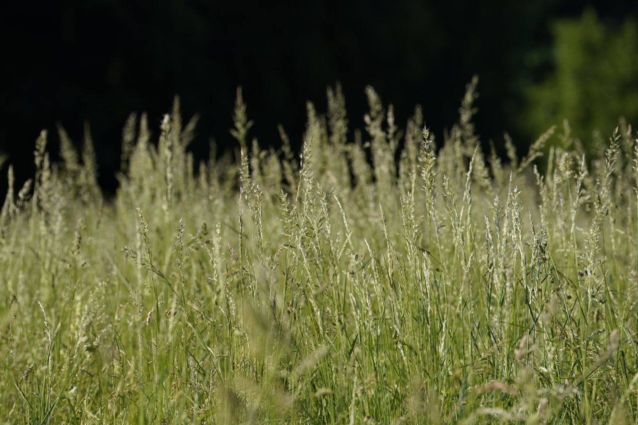 A Mississauga grass by-law has been struck down over freedom of expression