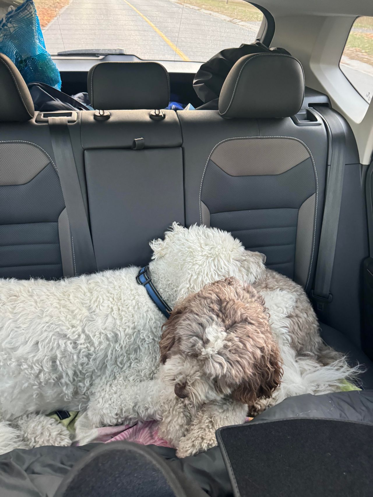 "My dog met the love of his life. Then I did too"