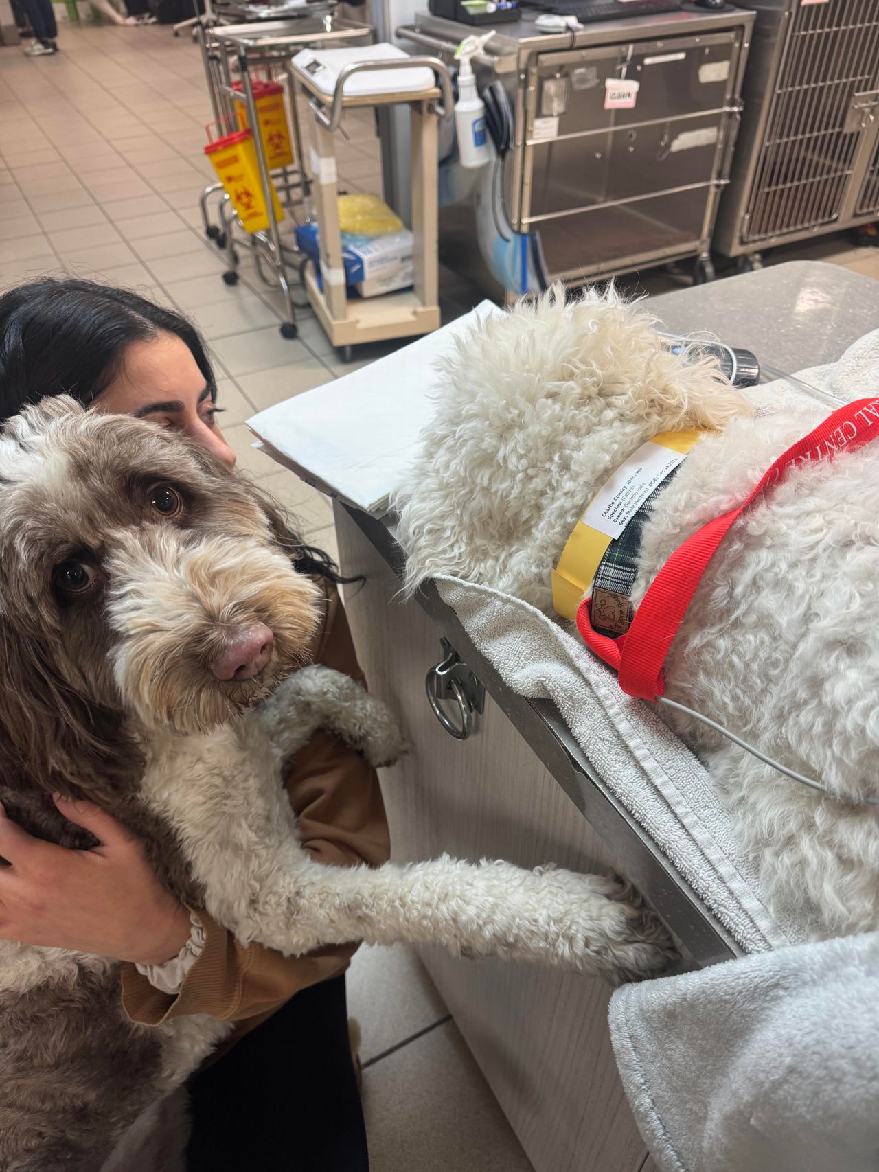 "My dog met the love of his life. Then I did too"