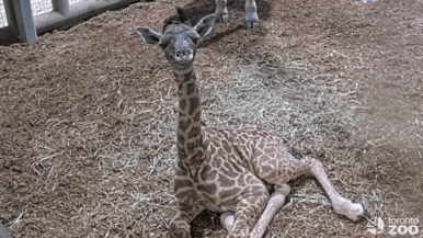 The Toronto Zoo is welcoming an adorable baby giraffe