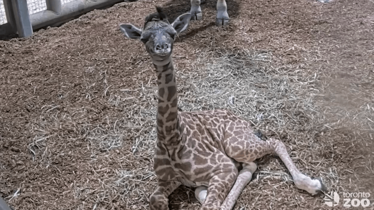 The Toronto Zoo is welcoming an adorable baby giraffe