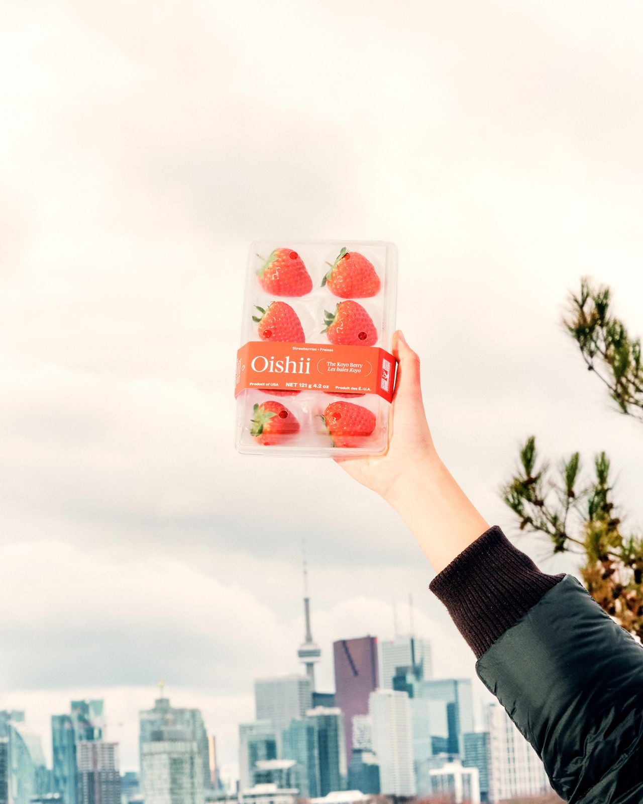 How to enjoy premium Japanese strawberries year-round with Oishii, now available in the GTA