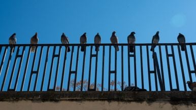 What is Brantford's mysterious pooping bird?