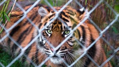 An Ontario town is trying to ban a man’s pet tigers