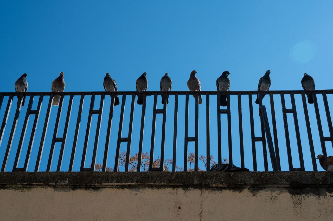 This photograph shows pigeons perched on a fence in the Panier district in Marseille, southern France.