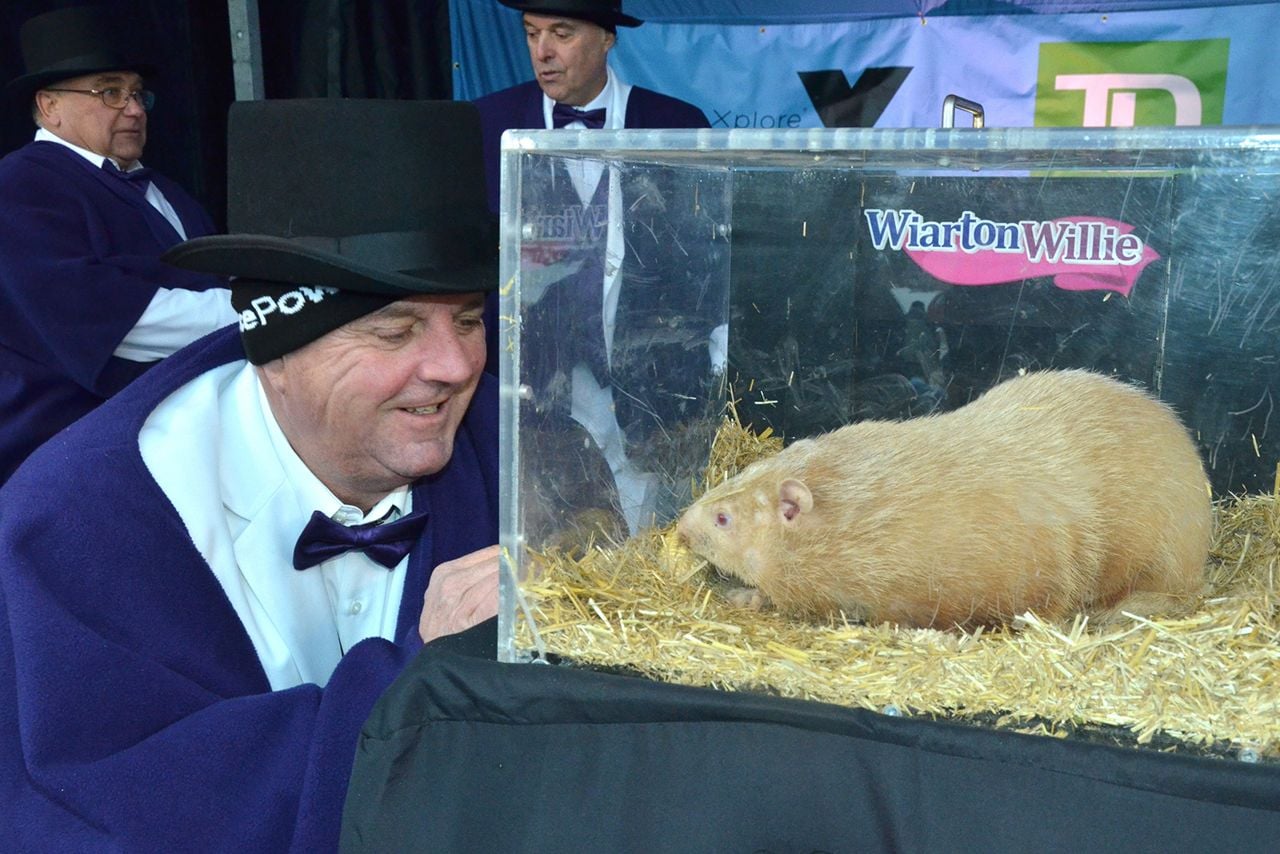 Wiarton Willie, Ontario’s harbinger of spring, has died