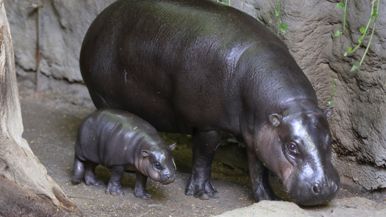 A baby pygmy hippo will be born at the Toronto Zoo