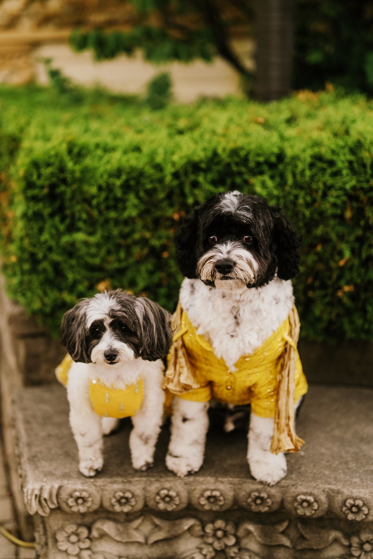 Two dog lovers marry in a lavish five-day canine-friendly celebration
