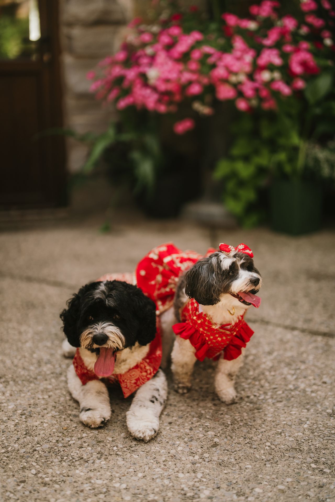 Two dog lovers marry in a lavish five-day canine-friendly celebration
