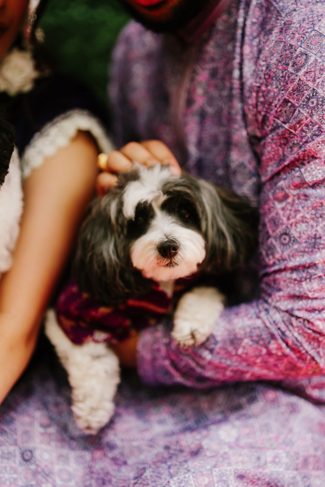 Two dog lovers marry in a lavish five-day canine-friendly celebration