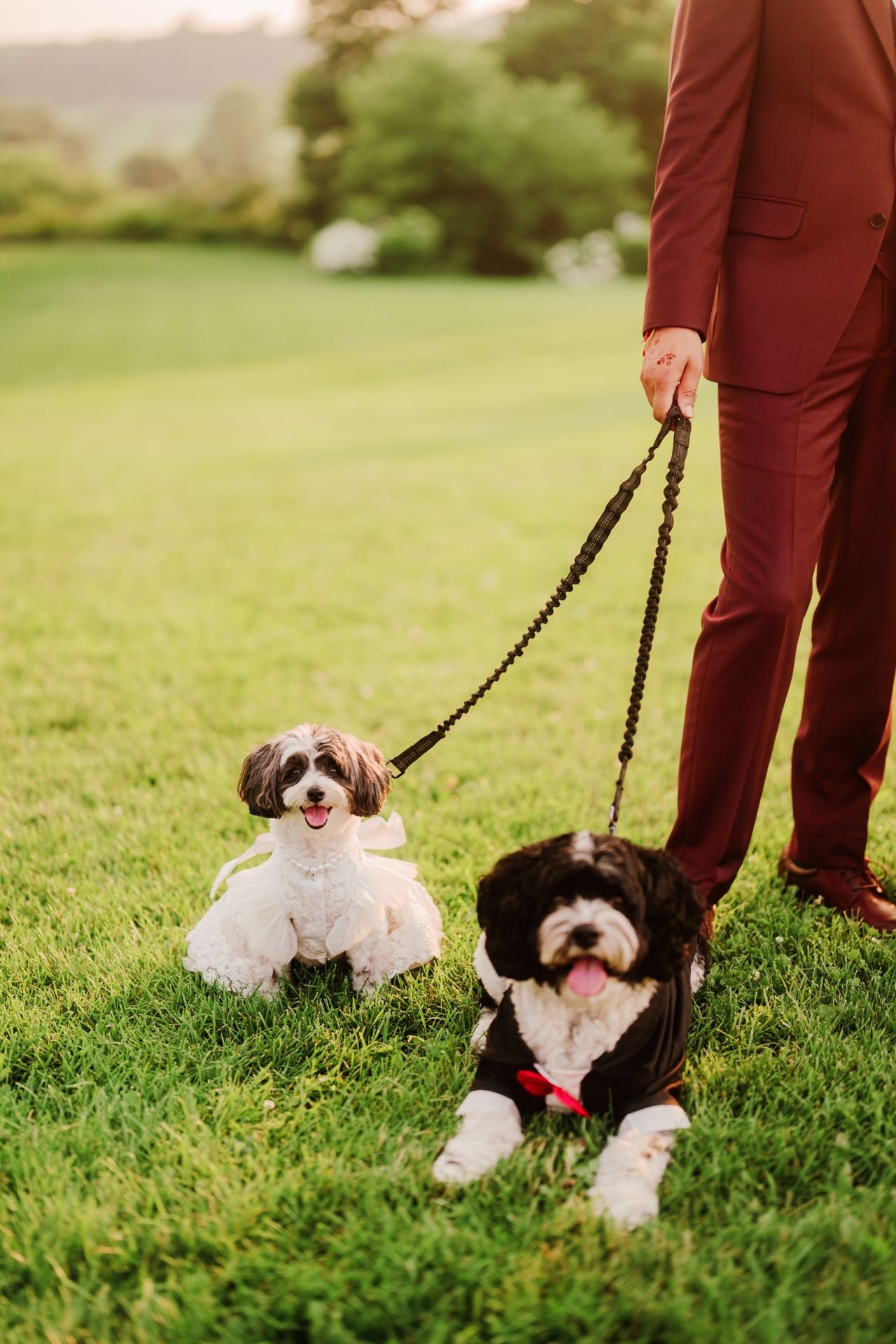 Two dog lovers marry in a lavish five-day canine-friendly celebration
