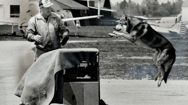 Seth Rogen is rebooting The Littlest Hobo