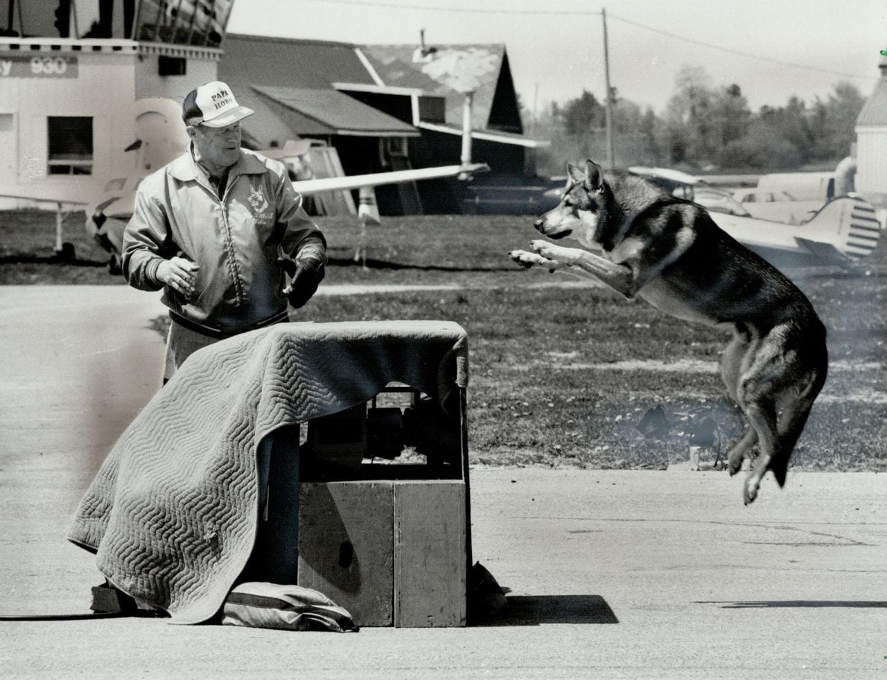 German Shepherd jumping