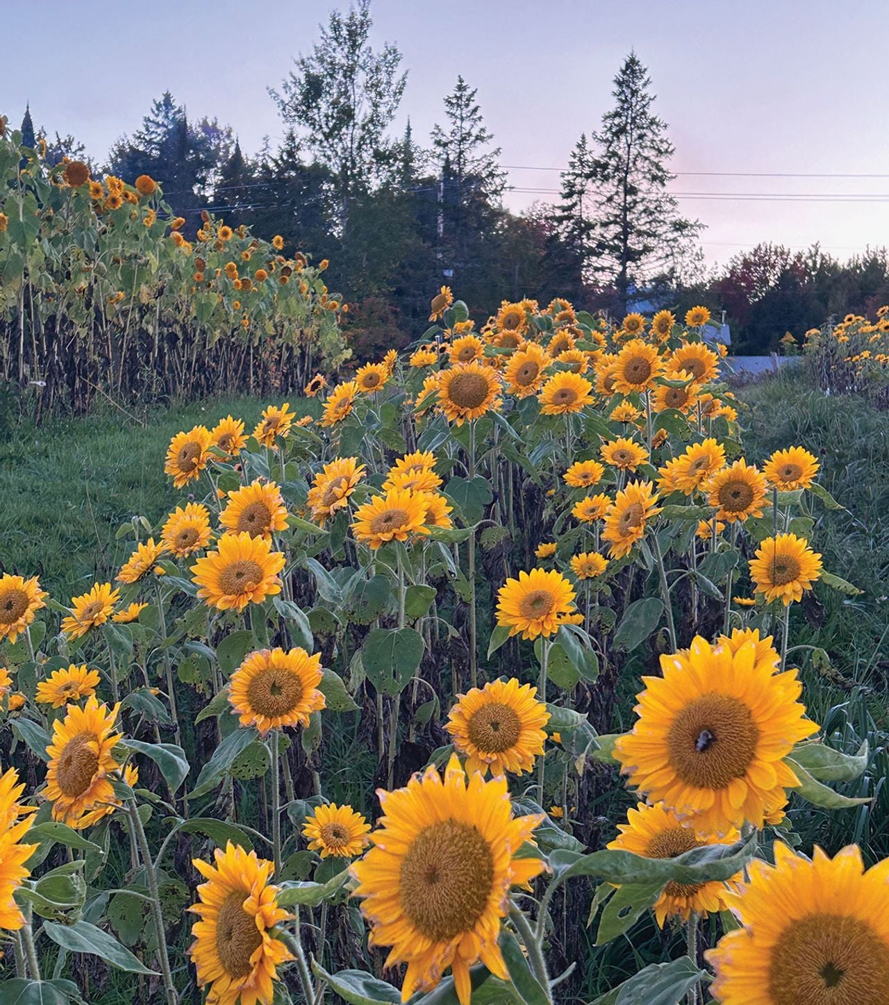The best new places to eat, drink and shop in Muskoka