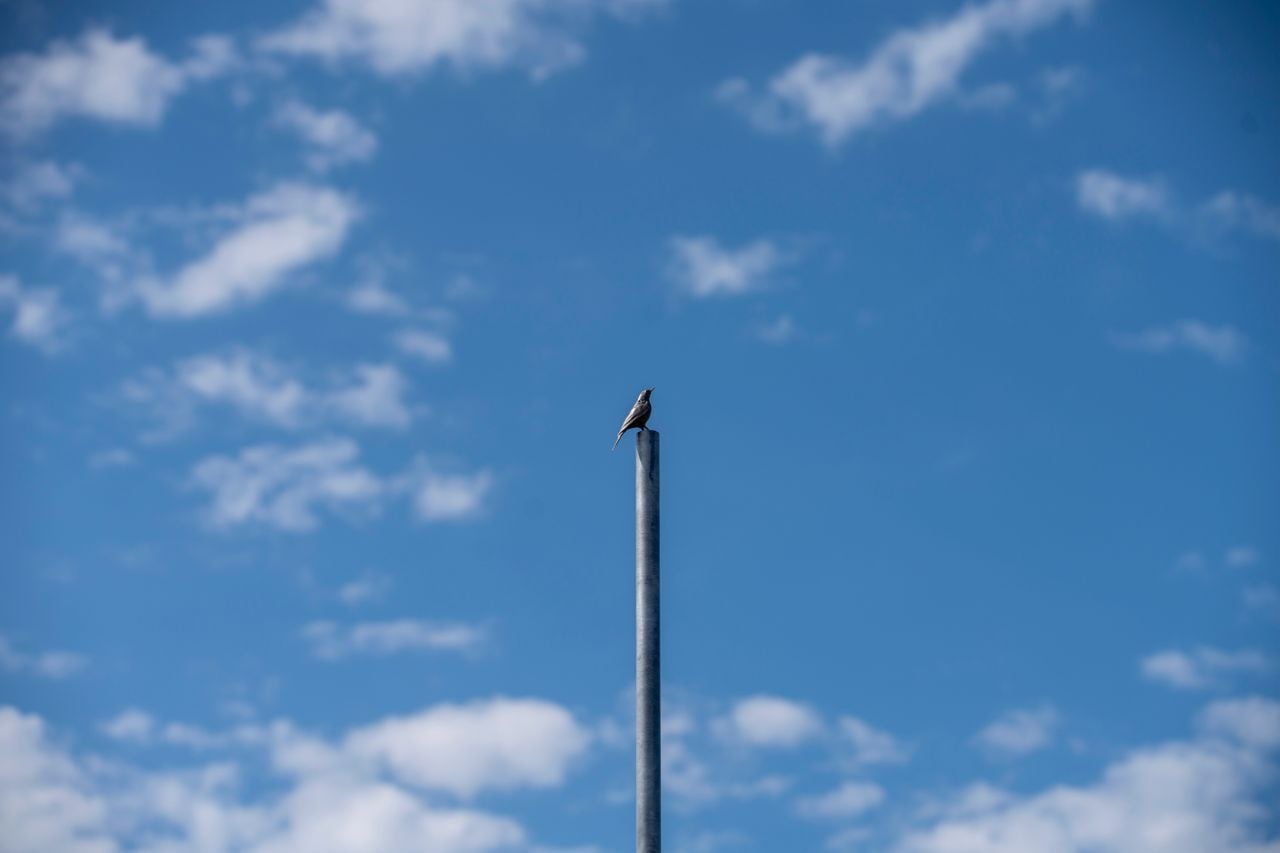 Small bird on the top of a metal pole