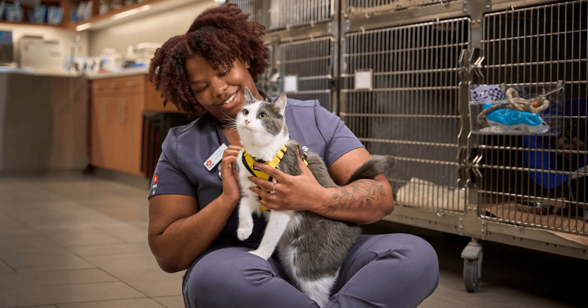 Four ways VEG ER for Pets is revolutionizing emergency veterinary care