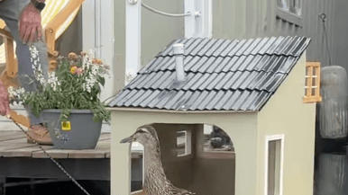 These Bluffer's Park neighbours built an adorable houseboat for ducks