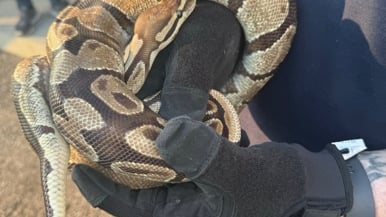 Mississauga Animal Services rescued a python from a vehicle's engine