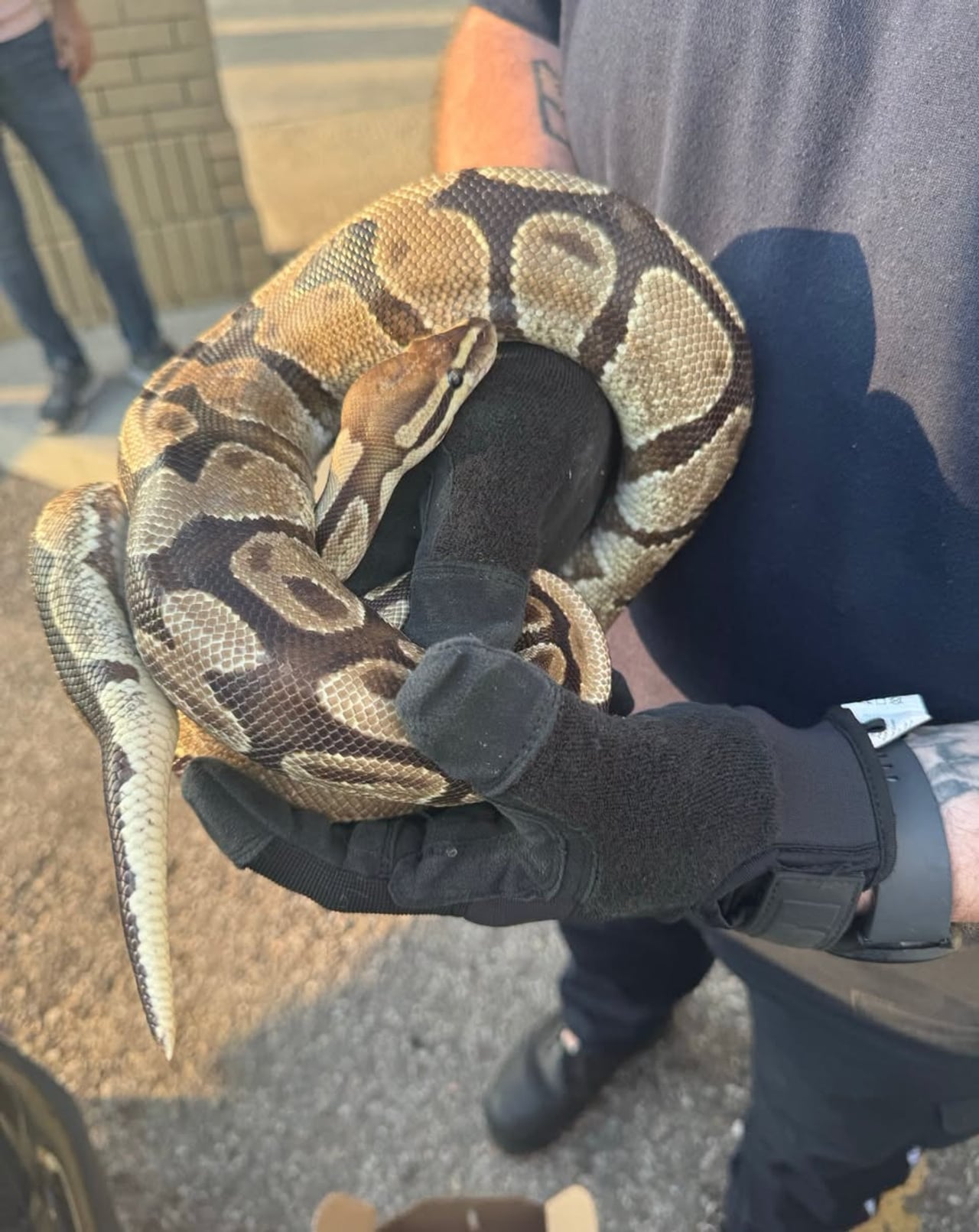 Mississauga Animal Services rescued a python from a vehicle's engine