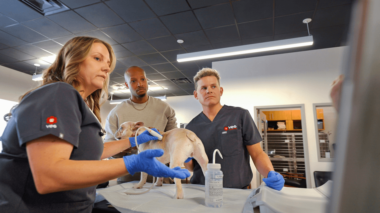 Four ways VEG ER for Pets is revolutionizing emergency veterinary care