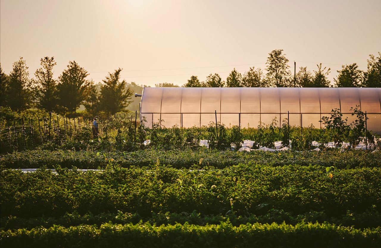 The gardens and greenhouse at Restaurant Pearl Morissette