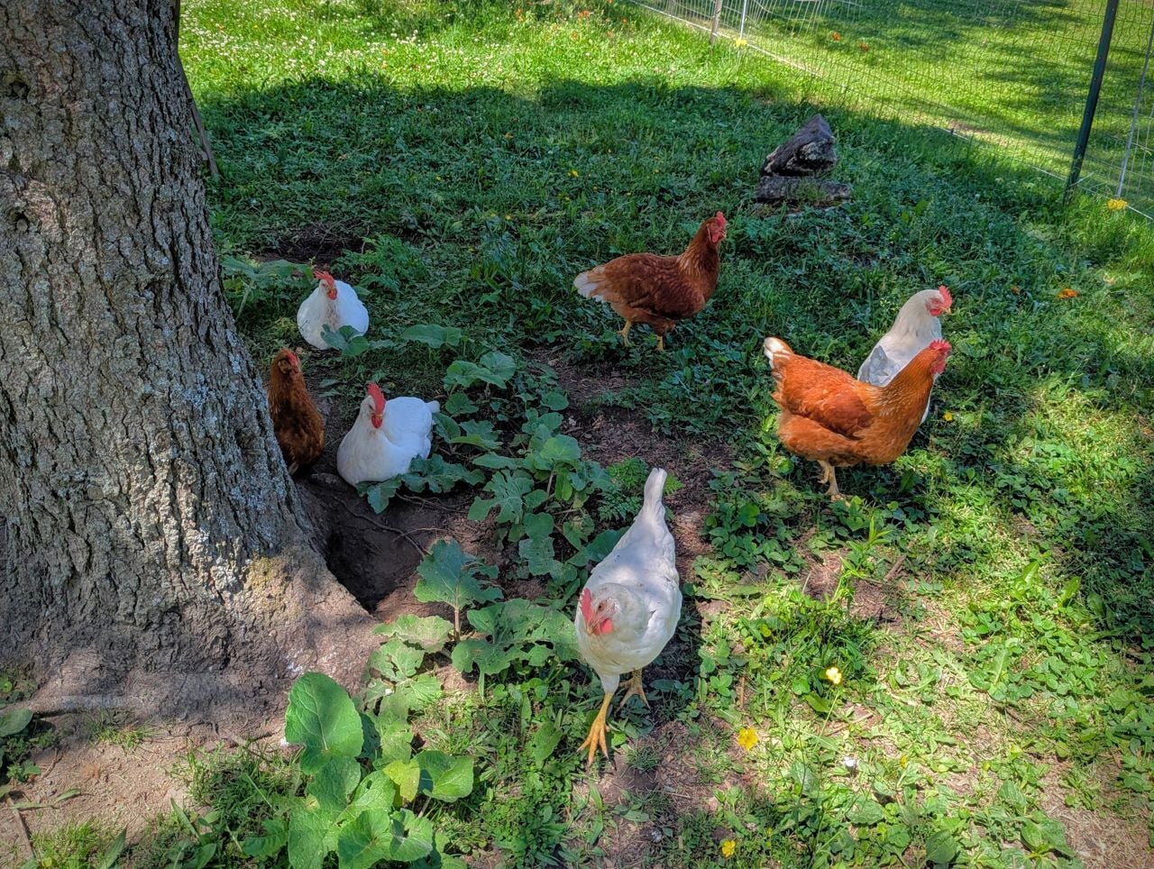 Chickens roam the grounds at Down Home Restaurant